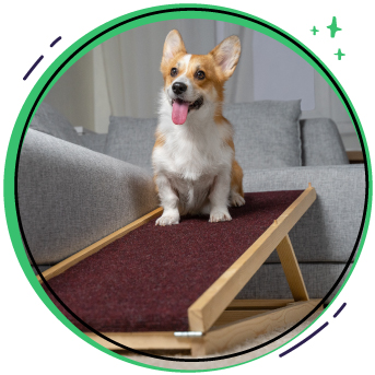 piesta de obstaculos para perros.jpg
